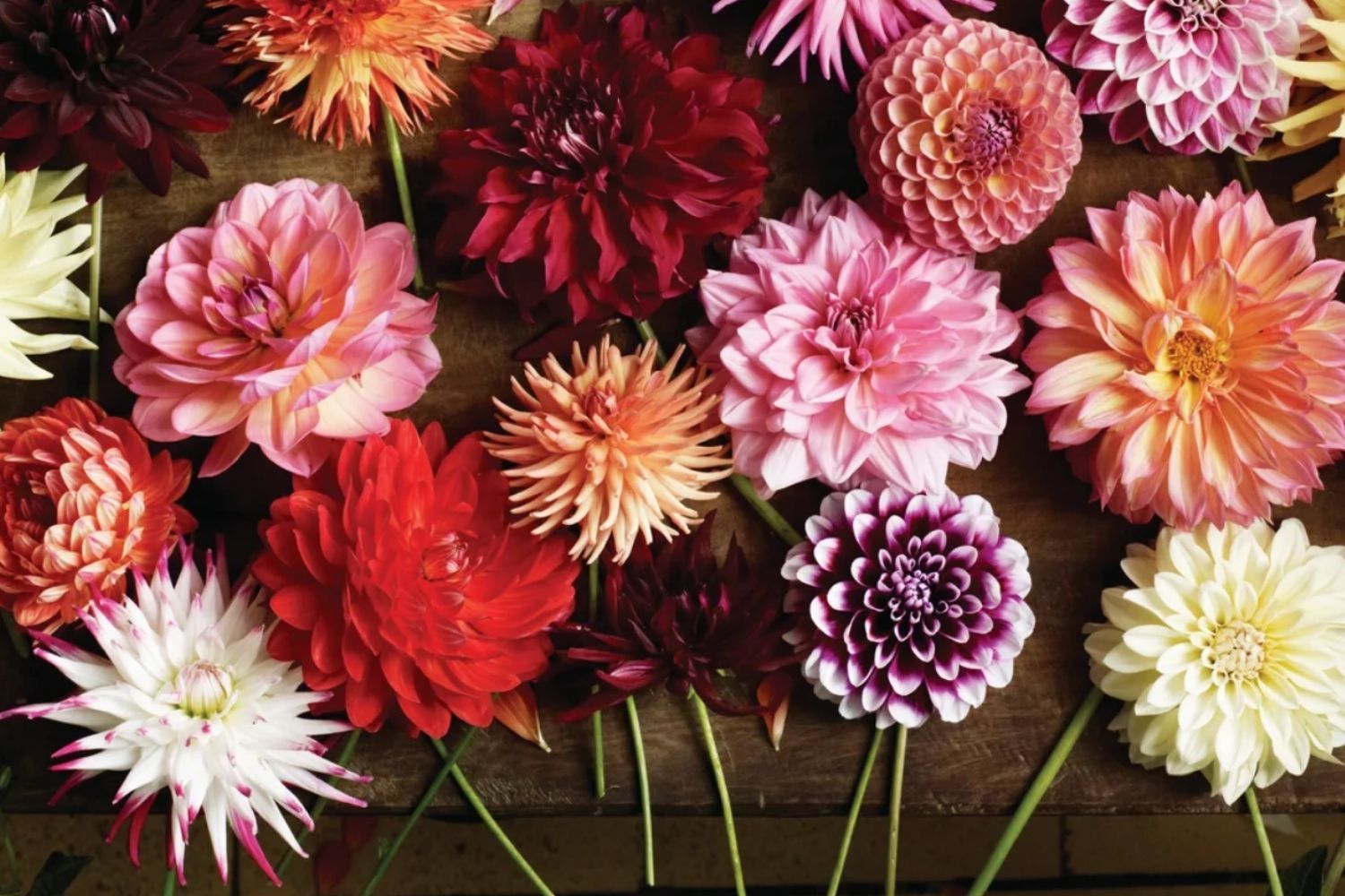 Ce que les fleurs nous apprennent 3 : Le Dahlia