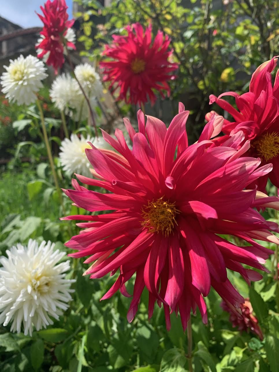 Lessons from Flowers 3 The Dahlia