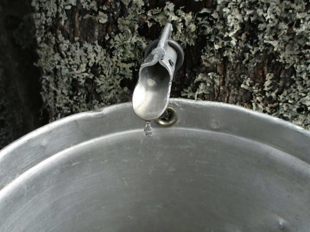 What Are the Benefits of a Birch Sap Cleanse? - Beauty Therapy